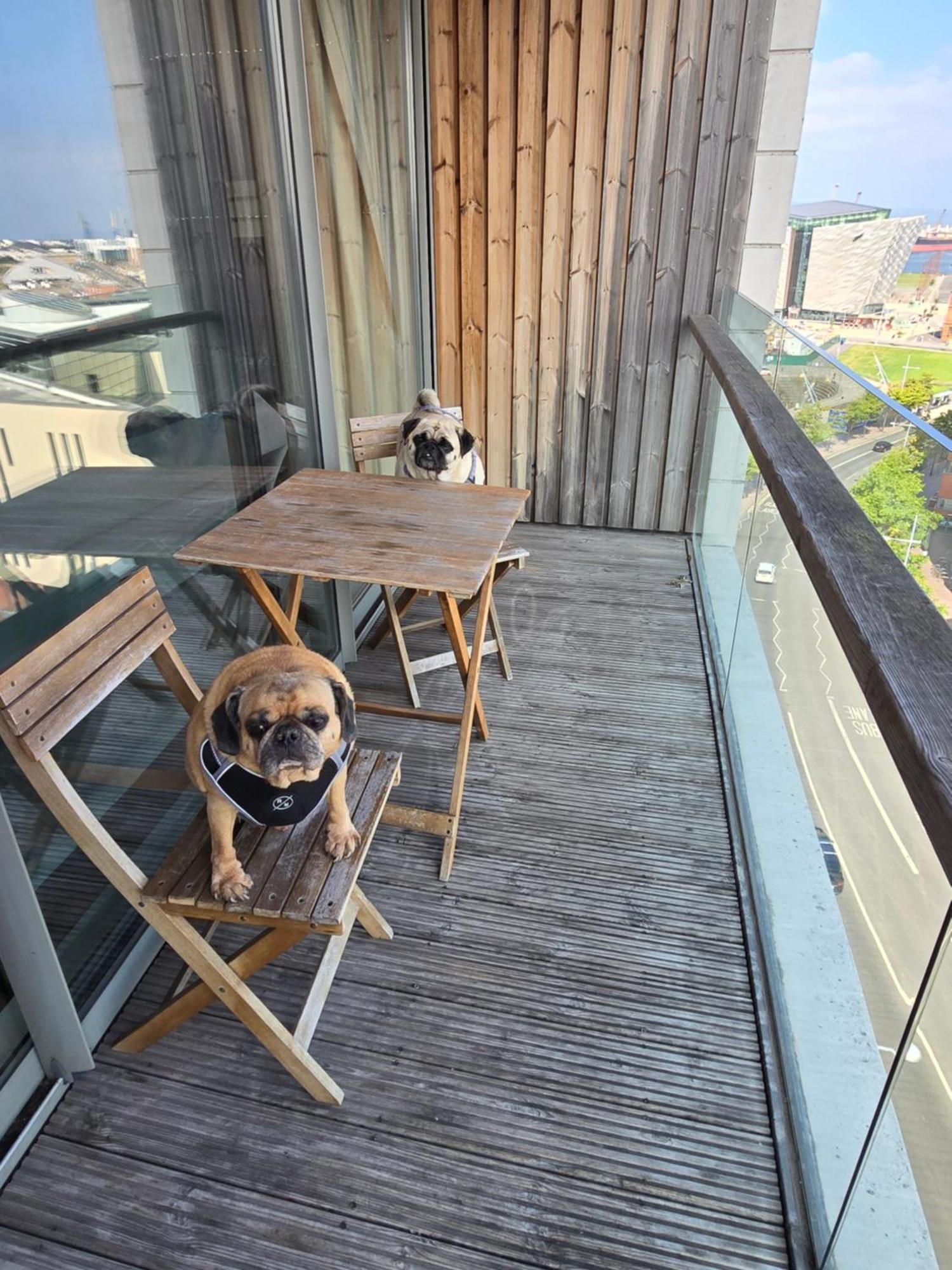 Benji & Milos Apartments Belfast Zewnętrze zdjęcie